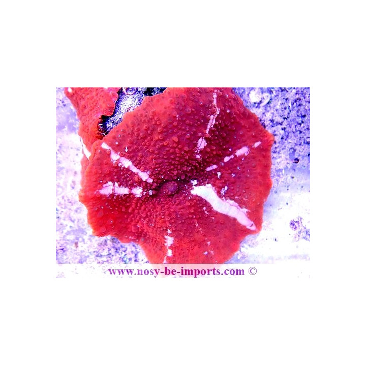 Discosoma sp. DAX WYSIWYG 1