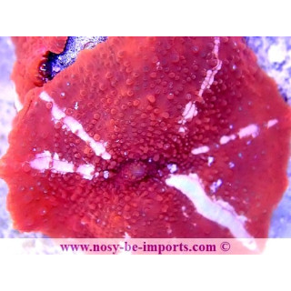 Discosoma sp. DAX WYSIWYG 1