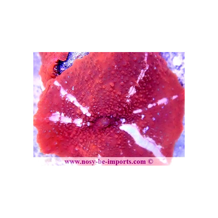Discosoma sp. DAX WYSIWYG 1