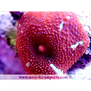 Discosoma sp. DAX WYSIWYG 2