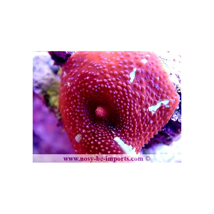Discosoma sp. DAX WYSIWYG 2
