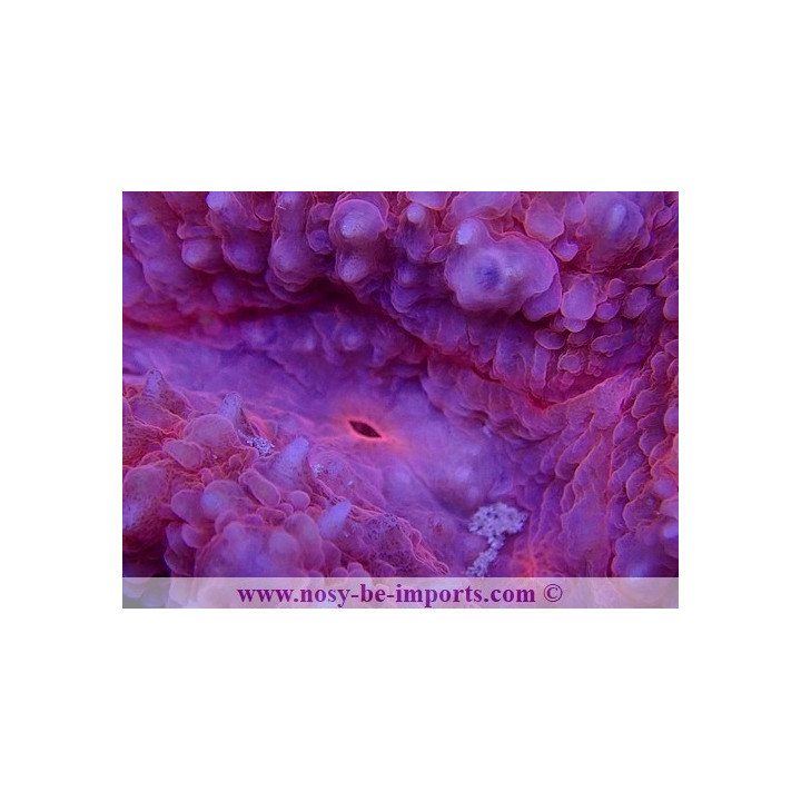 Symphyllia sp. Rose WYSIWYG