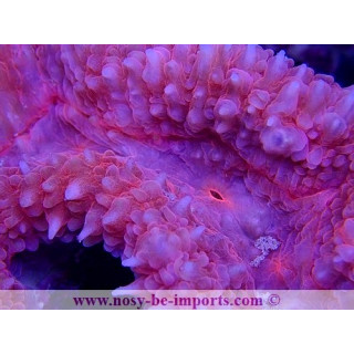 Symphyllia sp. Rose WYSIWYG