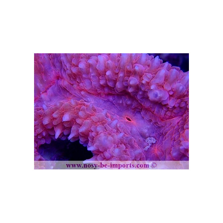 Symphyllia sp. Rose WYSIWYG