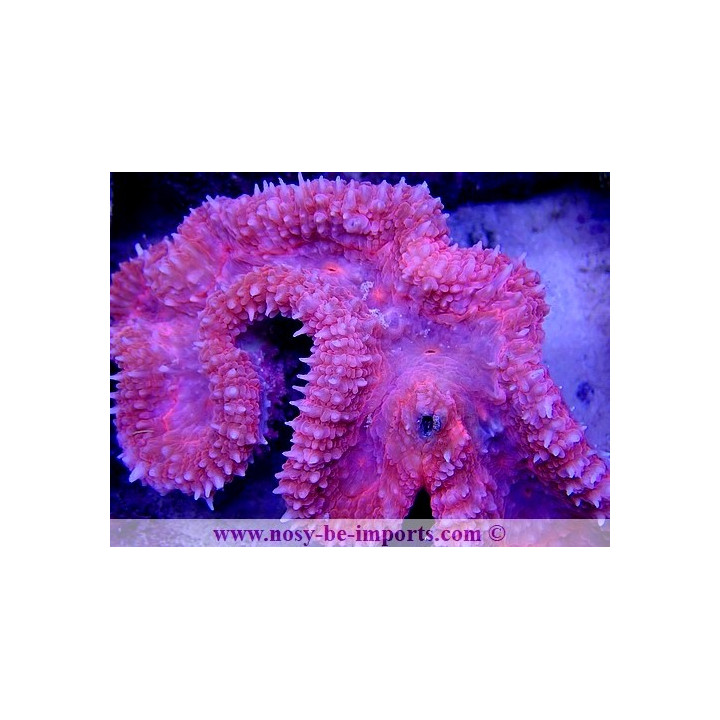 Symphyllia sp. Rose WYSIWYG