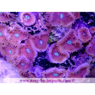 Zoanthus sp. Japon WYSIWYG 3