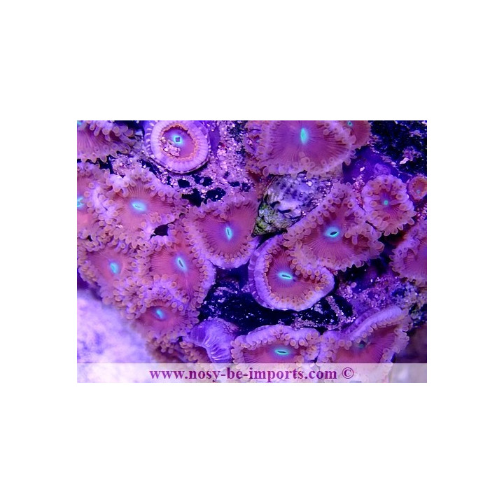 Zoanthus sp. Japon WYSIWYG 3