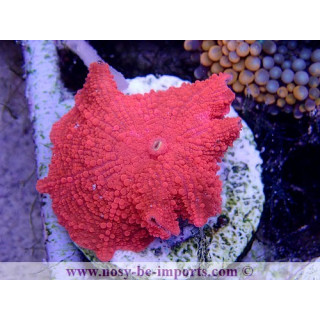Discosoma sp. rouge métal WYSIWYG 3