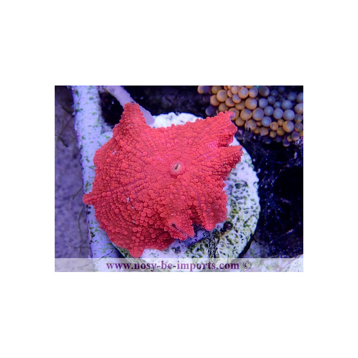 Discosoma sp. rouge métal WYSIWYG 3