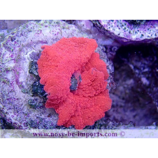 Discosoma sp. rouge métal WYSIWYG 4