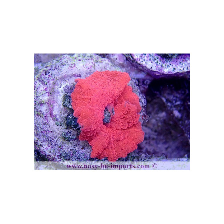 Discosoma sp. rouge métal WYSIWYG 4