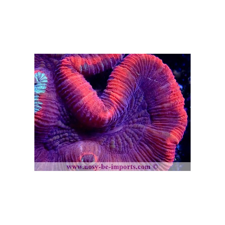Trachyphyllia sp. rouge Ultra WYSIWYG 20052020-1