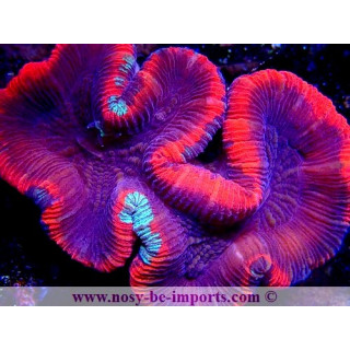 Trachyphyllia sp. rouge Ultra WYSIWYG 20052020-1