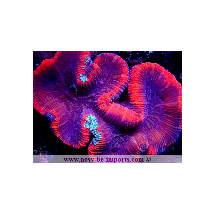 Trachyphyllia sp. rouge Ultra WYSIWYG 20052020-1
