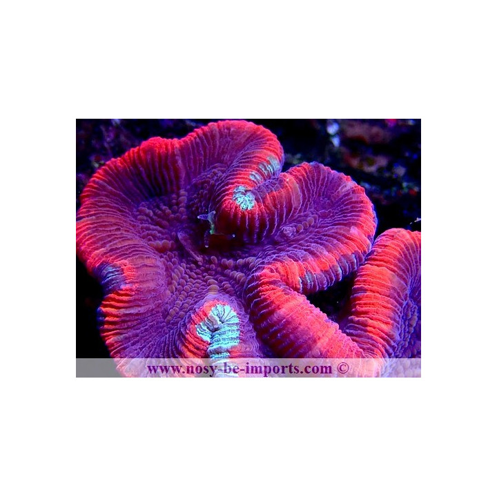 Trachyphyllia sp. rouge Ultra WYSIWYG 20052020-1
