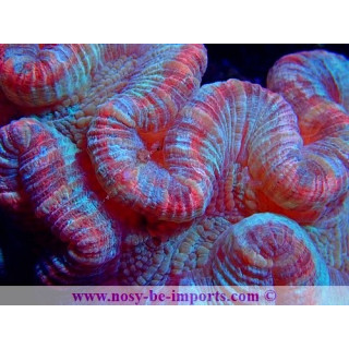 Trachyphyllia sp. rouge et vert WYSIWYG 20052020-2