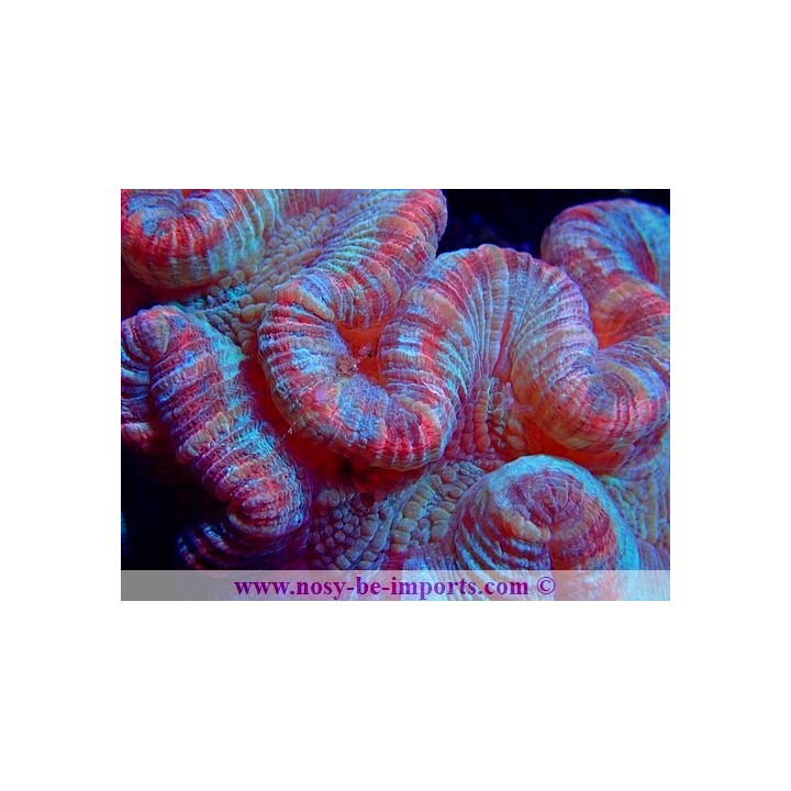 Trachyphyllia sp. rouge et vert WYSIWYG 20052020-2