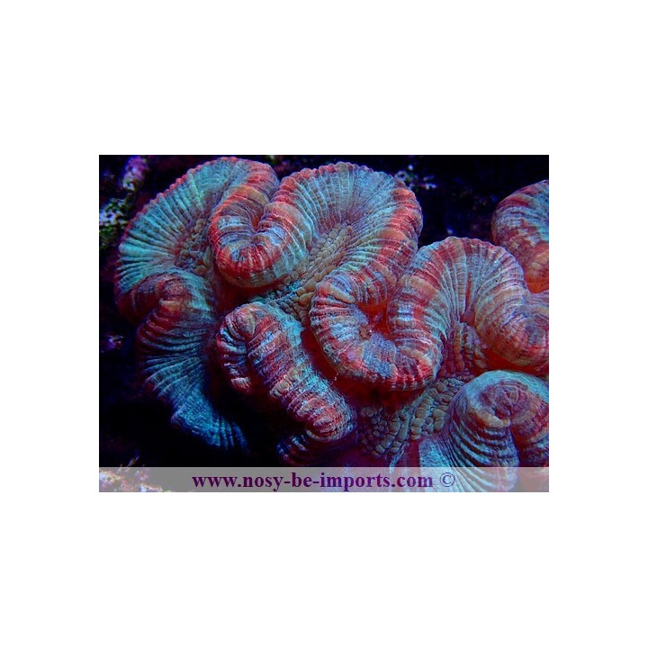 Trachyphyllia sp. rouge et vert WYSIWYG 20052020-2