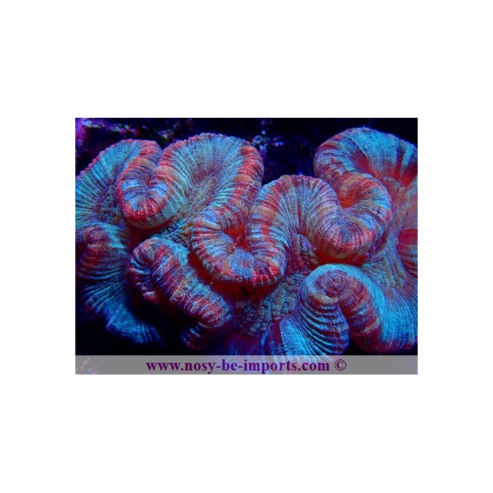 Trachyphyllia sp. rouge et vert WYSIWYG 20052020-2