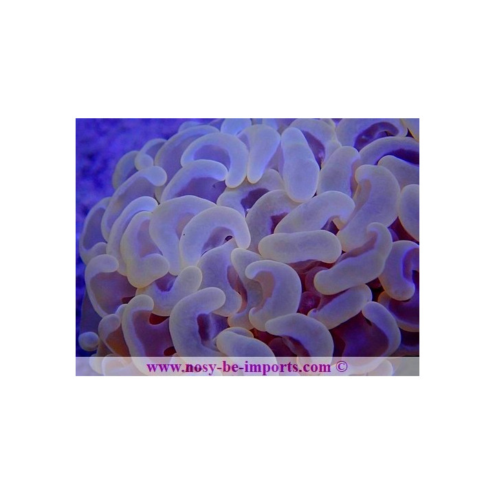 Euphyllia ancora orange ULTRA WYSIWYG 20052020-4