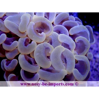 Euphyllia ancora orange ULTRA WYSIWYG 20052020-4