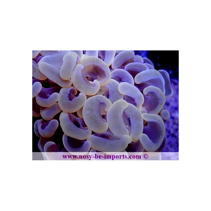 Euphyllia ancora orange ULTRA WYSIWYG 20052020-4