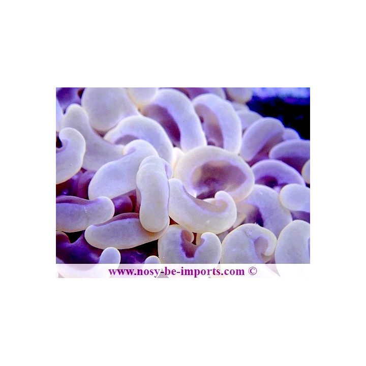 Euphyllia ancora orange ULTRA WYSIWYG 20052020-4