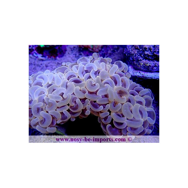 Euphyllia ancora orange ULTRA WYSIWYG 20052020-4