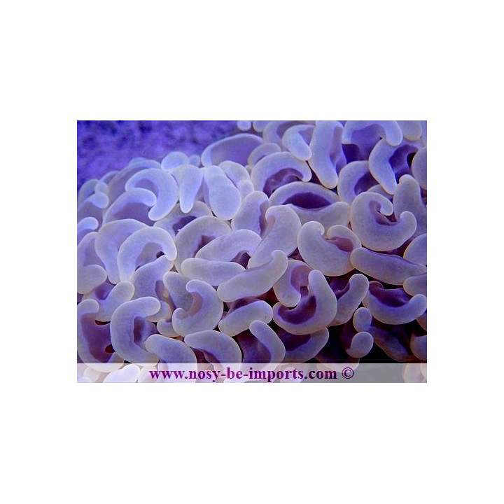 Euphyllia ancora orange ULTRA WYSIWYG 20052020-4