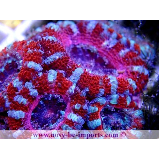Acanthastrea lordhowensis WYSIWYG 20052020-5