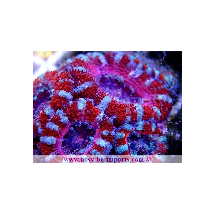 Acanthastrea lordhowensis WYSIWYG 20052020-5