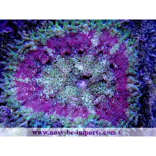 Stichodactyla tapetum WYSIWYG 20052020-1