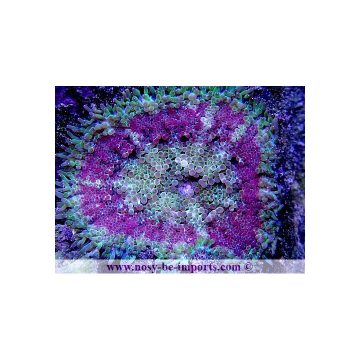 Stichodactyla tapetum WYSIWYG 20052020-1
