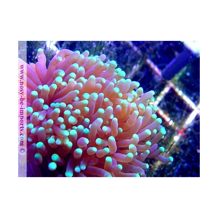 Euphyllia glabrescens WYSIWYG 20052020-6
