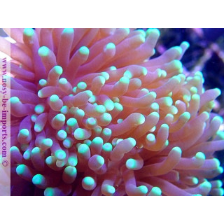 Euphyllia glabrescens WYSIWYG 20052020-6