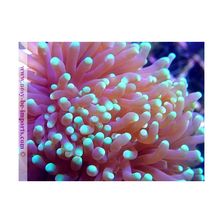 Euphyllia glabrescens WYSIWYG 20052020-6