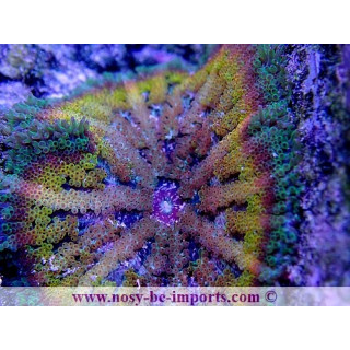 Stichodactyla tapetum WYSIWYG 20052020-7