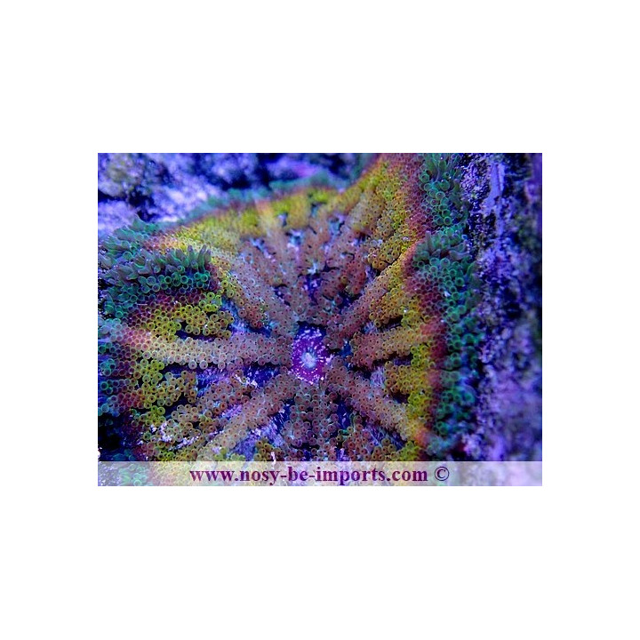 Stichodactyla tapetum WYSIWYG 20052020-7