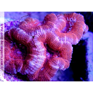 Acanthastrea lordhowensis WYSIWYG 20052020-8