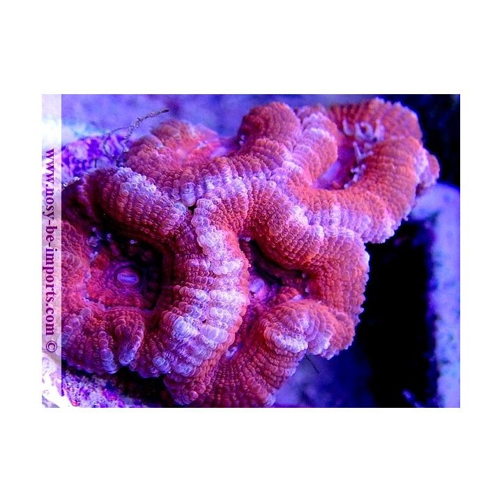 Acanthastrea lordhowensis WYSIWYG 20052020-8