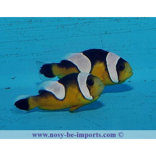 Amphiprion polymnus doré ELEVAGE