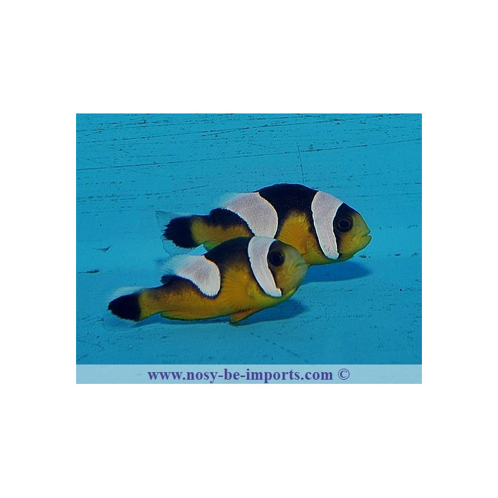 Amphiprion polymnus doré ELEVAGE