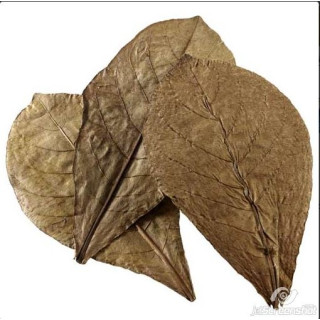 Feuilles Catappa XL