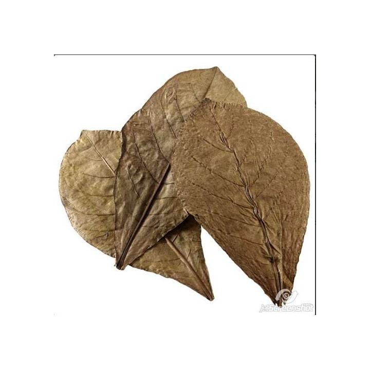 Feuilles Catappa XL