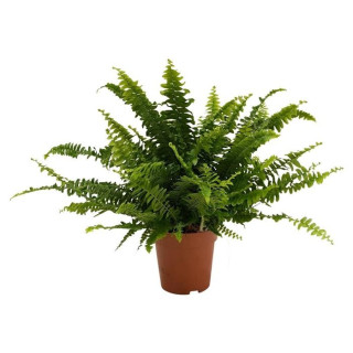 Nephrolepis exaltata