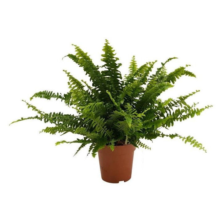 Nephrolepis exaltata