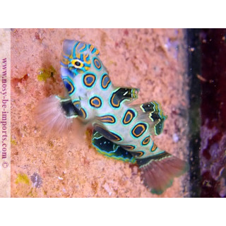 Synchiropus picturatus ELEVAGE
