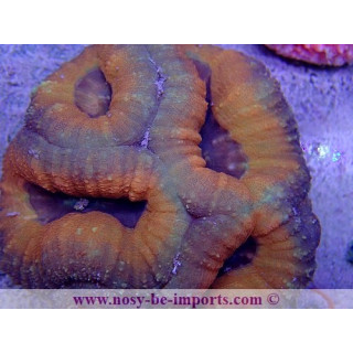 Lobophyllia corymbosa WYSIWYG 29052020-2