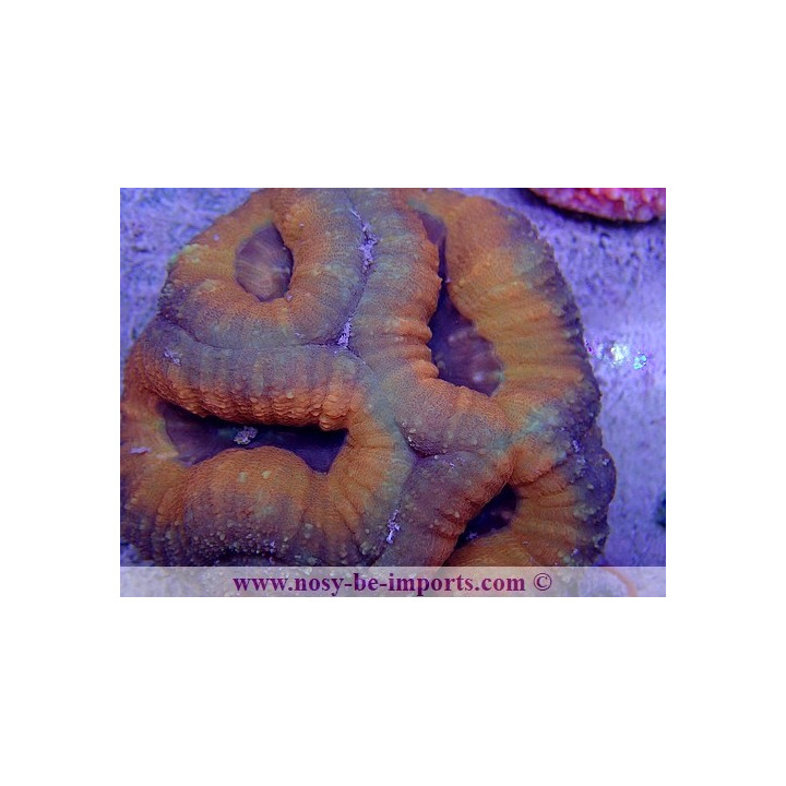 Lobophyllia corymbosa WYSIWYG 29052020-2