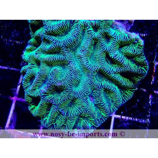 Platygyra sp. vert fluo WYSIWYG 29052020-3